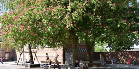 Børn under det store træ i skolegården - Holme Skole